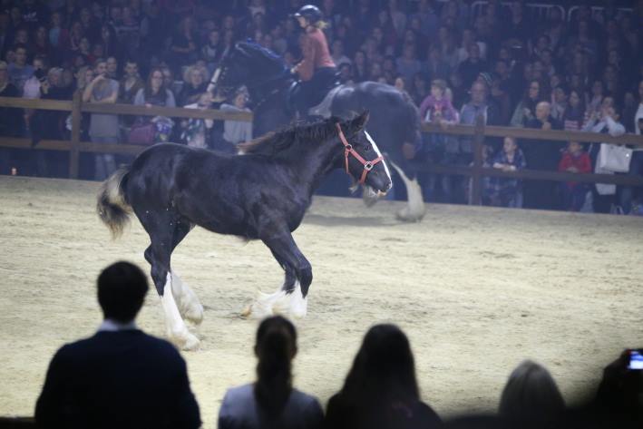 Shire Horse Stutfohlen Judy im großen Ring